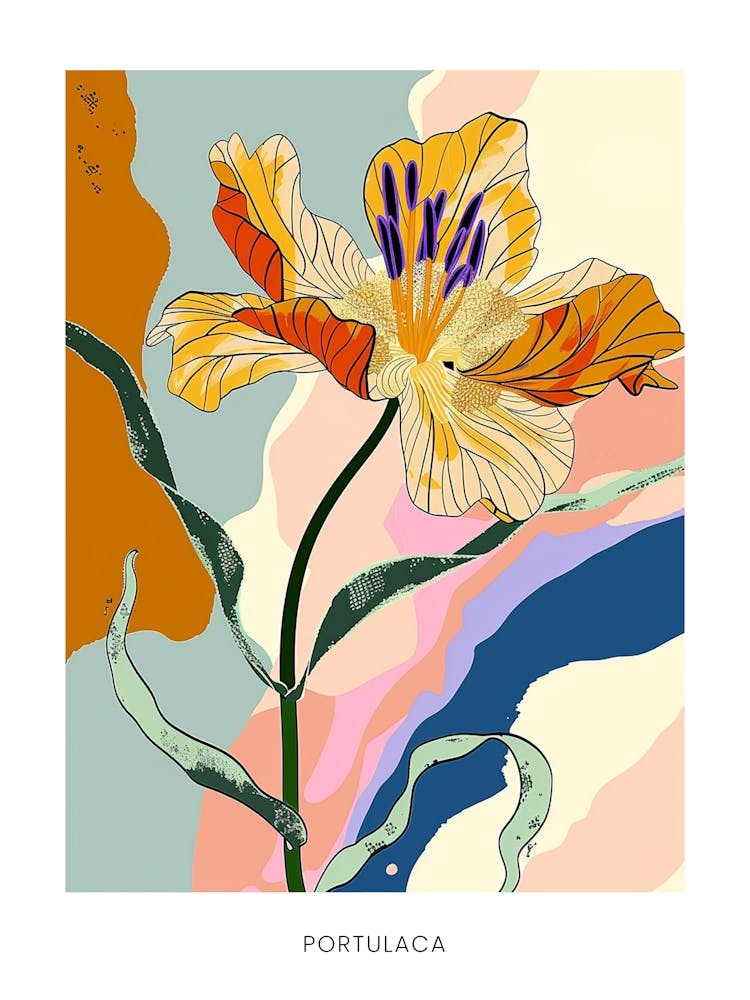Colourful Flower Illustration Poster Portulaca 2