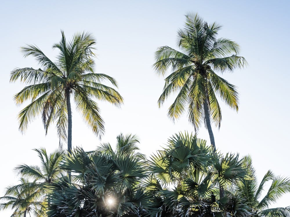 Tropical Palm Trees On A Beach While The Sun Goes Down