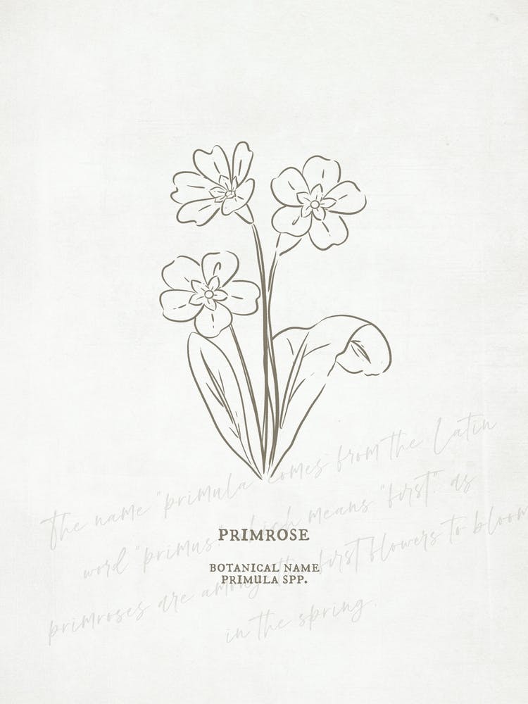 Primrose Birth Flower | Antique