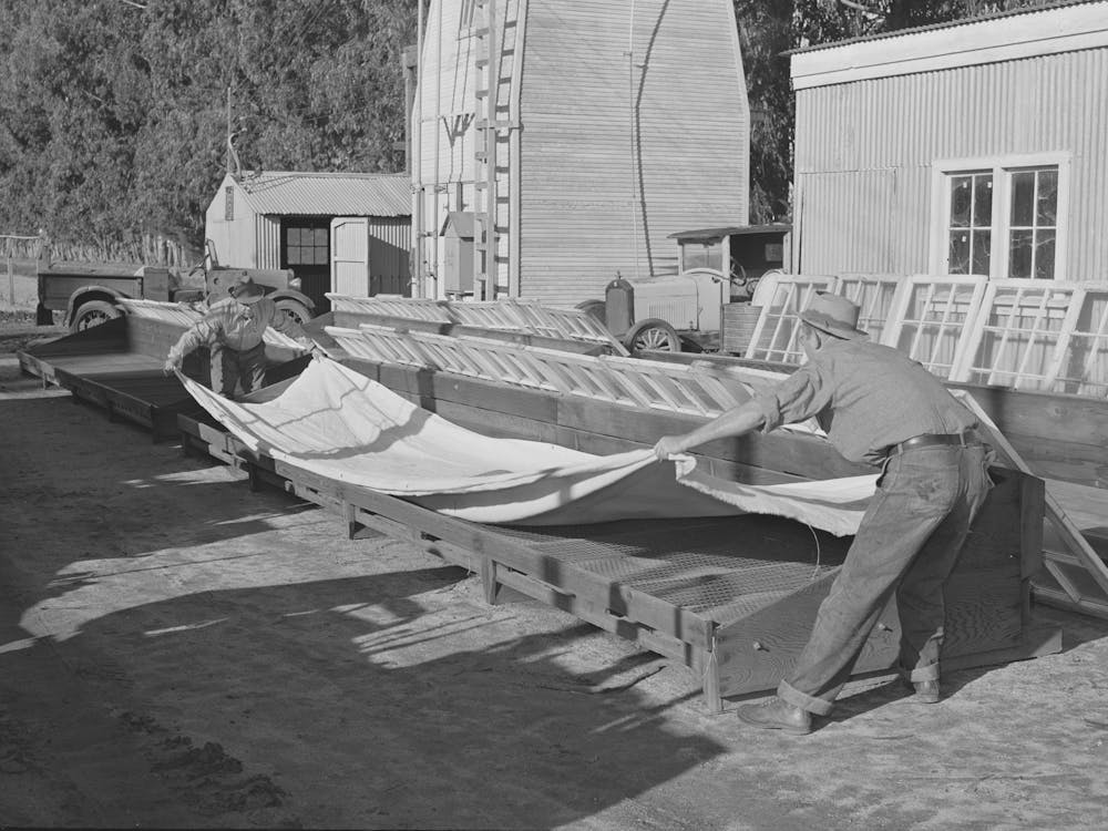 Salinas, California, Putting Guayule Seed Into Flats For Drying At The Intercontinental Rubber Producers By