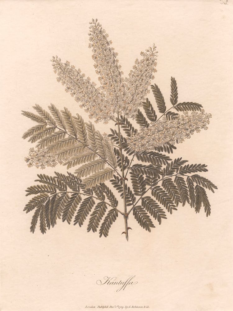 Kantutta (1789), James Heath