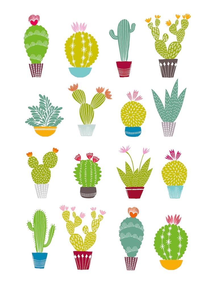 Cacti Collection