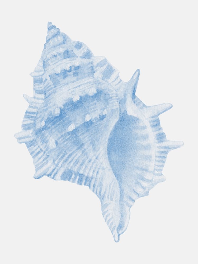 One Blue Conch