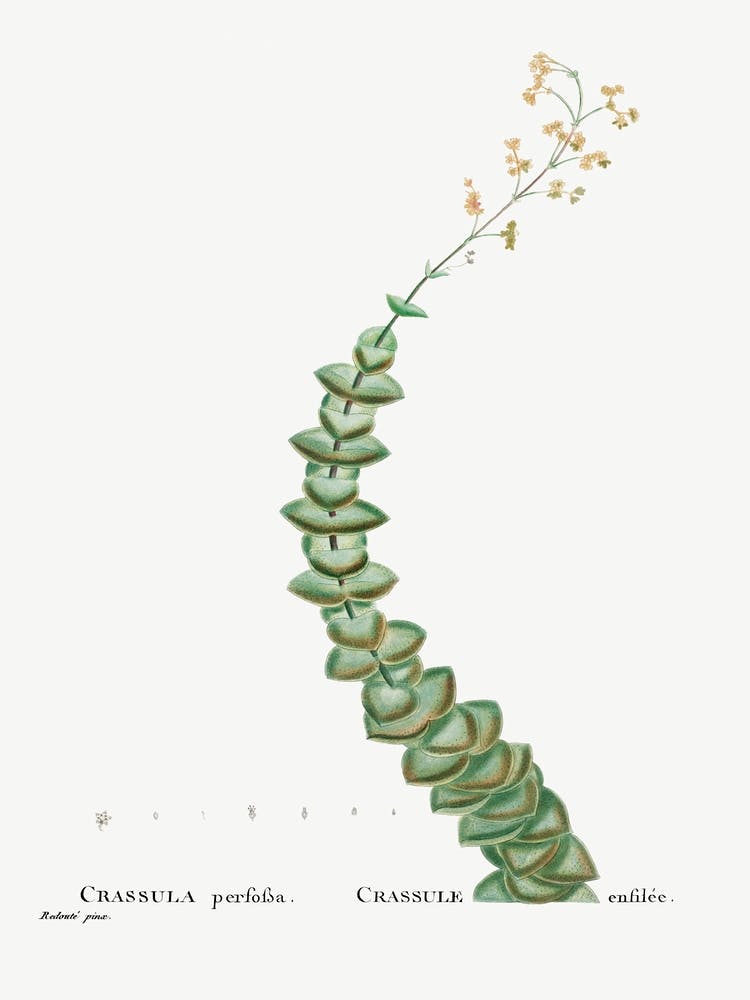 Crassula Perforata, Pierre Joseph Redoute