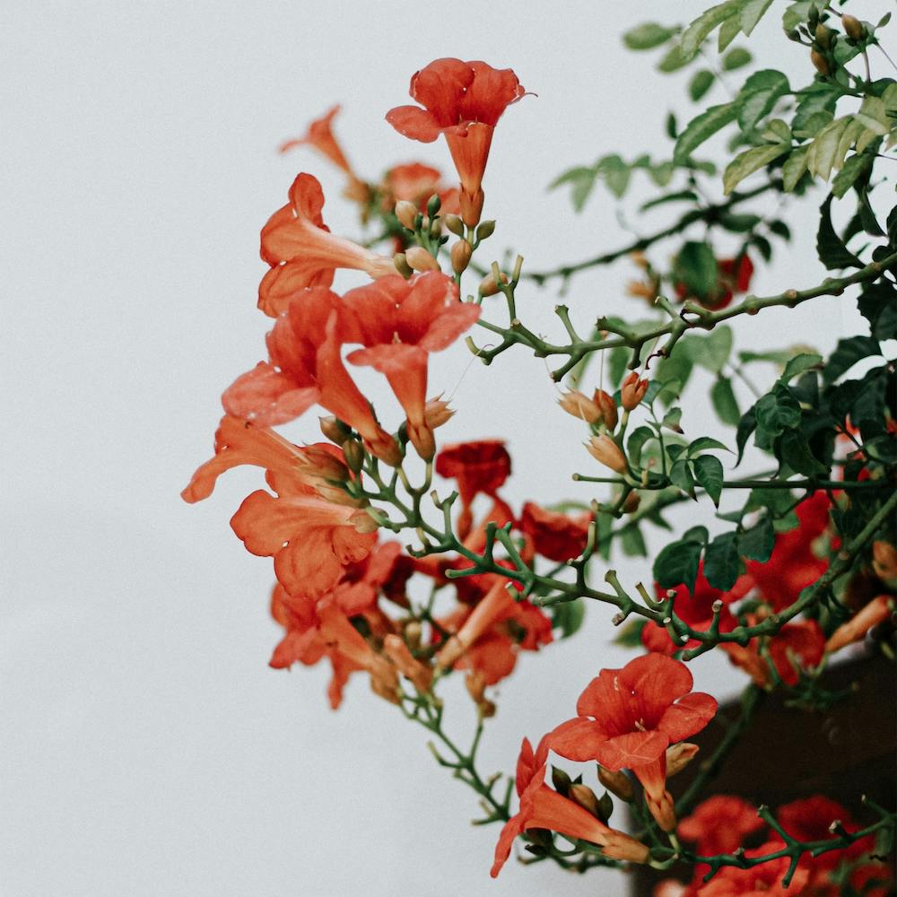 The Tiny Orange Flowers In Spain Travel Square