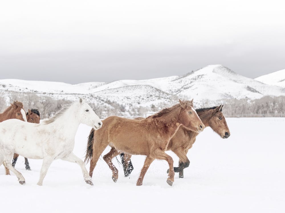 Horses In Snow