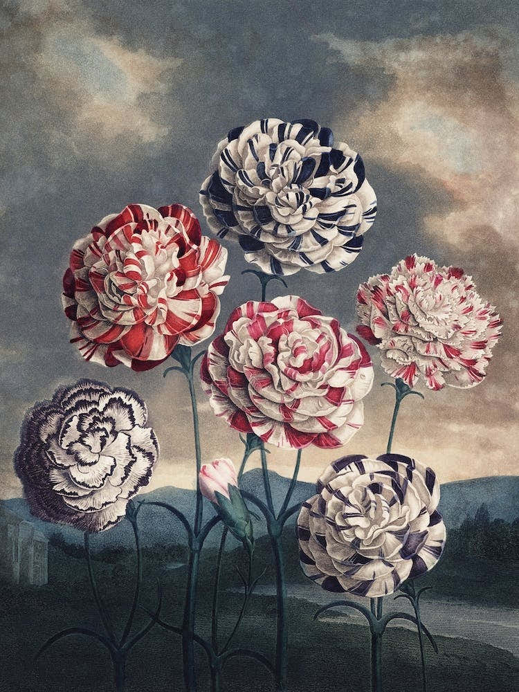 Vintage Thornton 6 Carnations