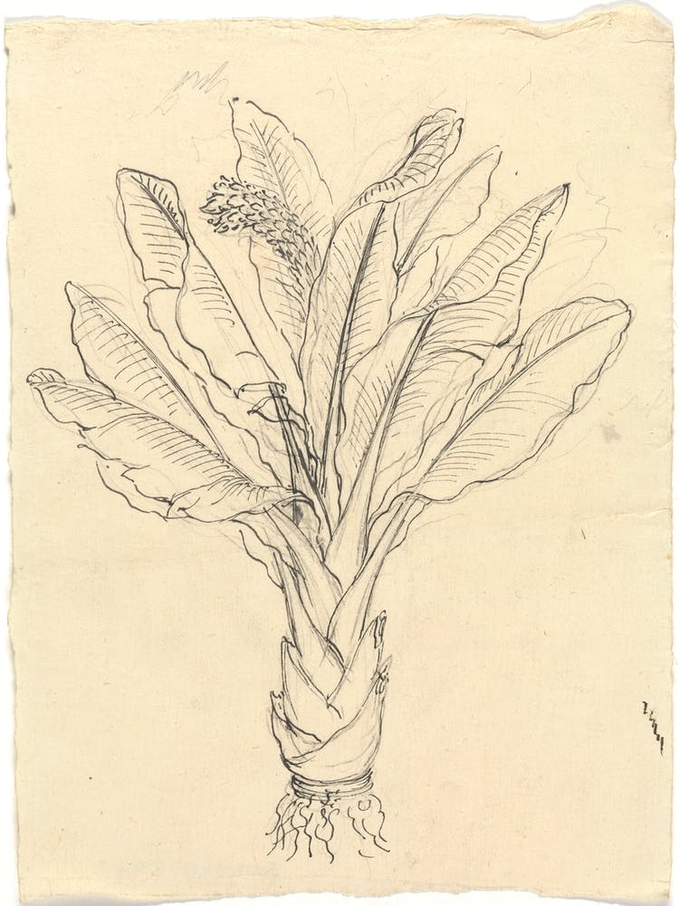 Ensete Ventricosum, Luigi Balugani