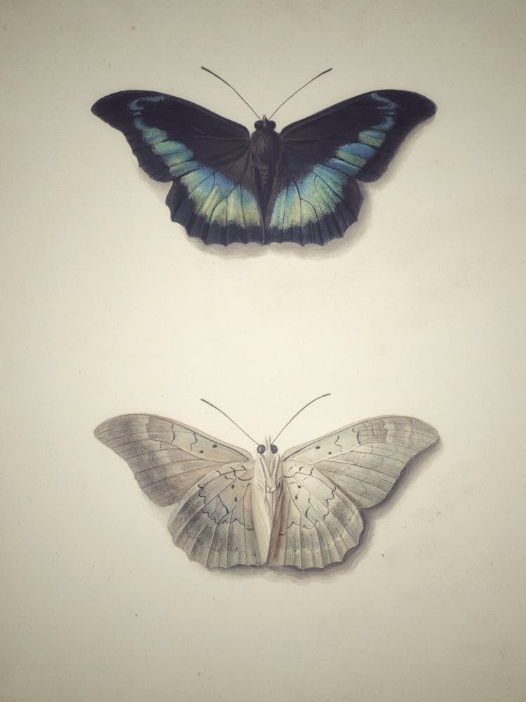 Butterfly Stock Videos & Royalty-Free Footage
