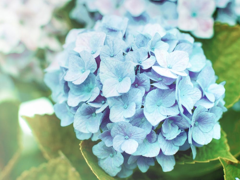 Blue Hydrangea
