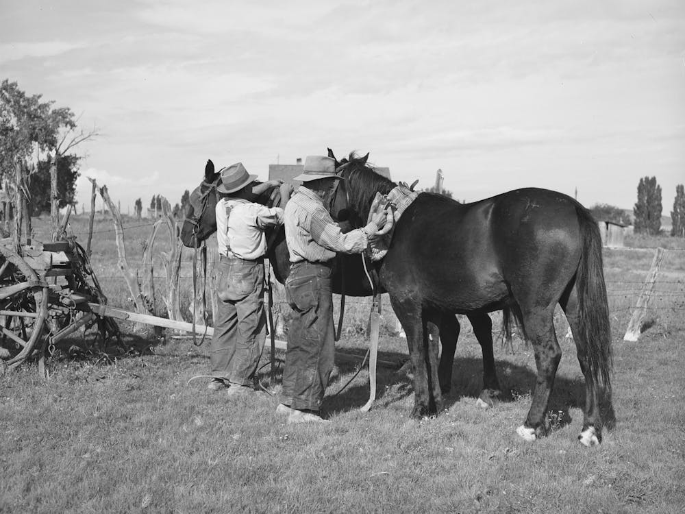 Harnessing Horses, Concho, Arizona By Russell Lee