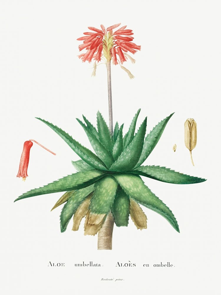 Aloe Umbellata Image From Histoire Des Plantes Grasses (1799), Pierre Joseph Redoute