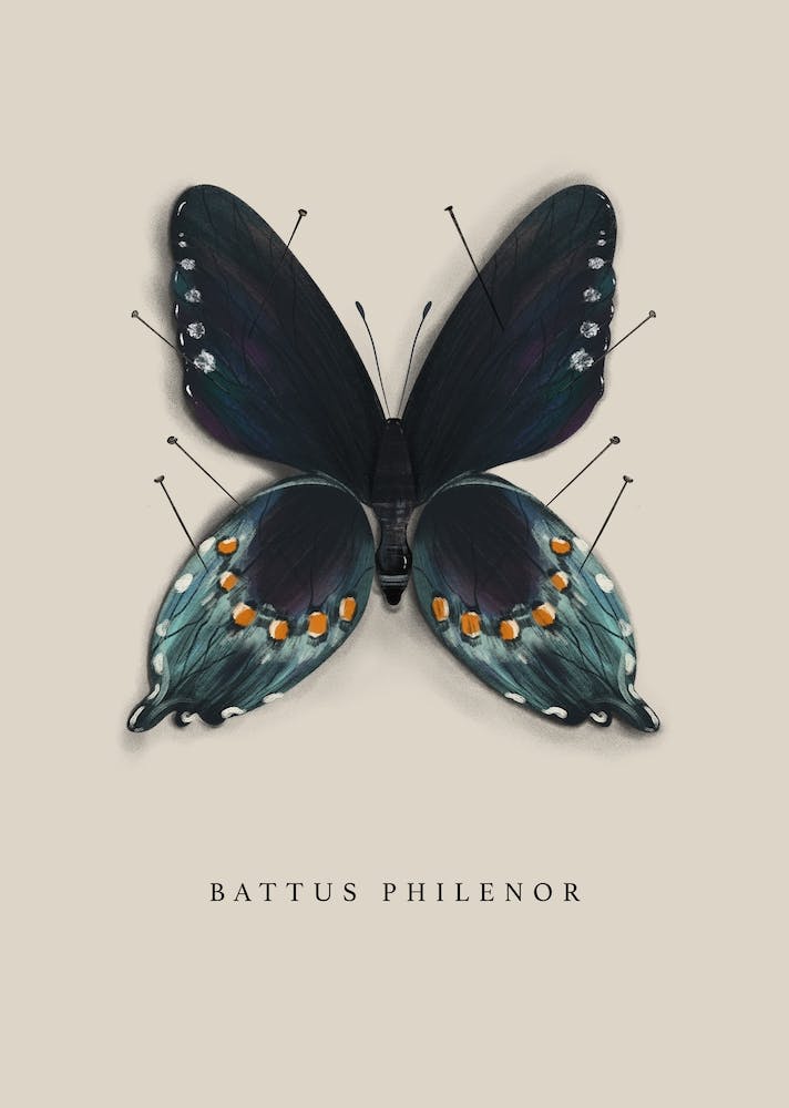 Butterfly No10