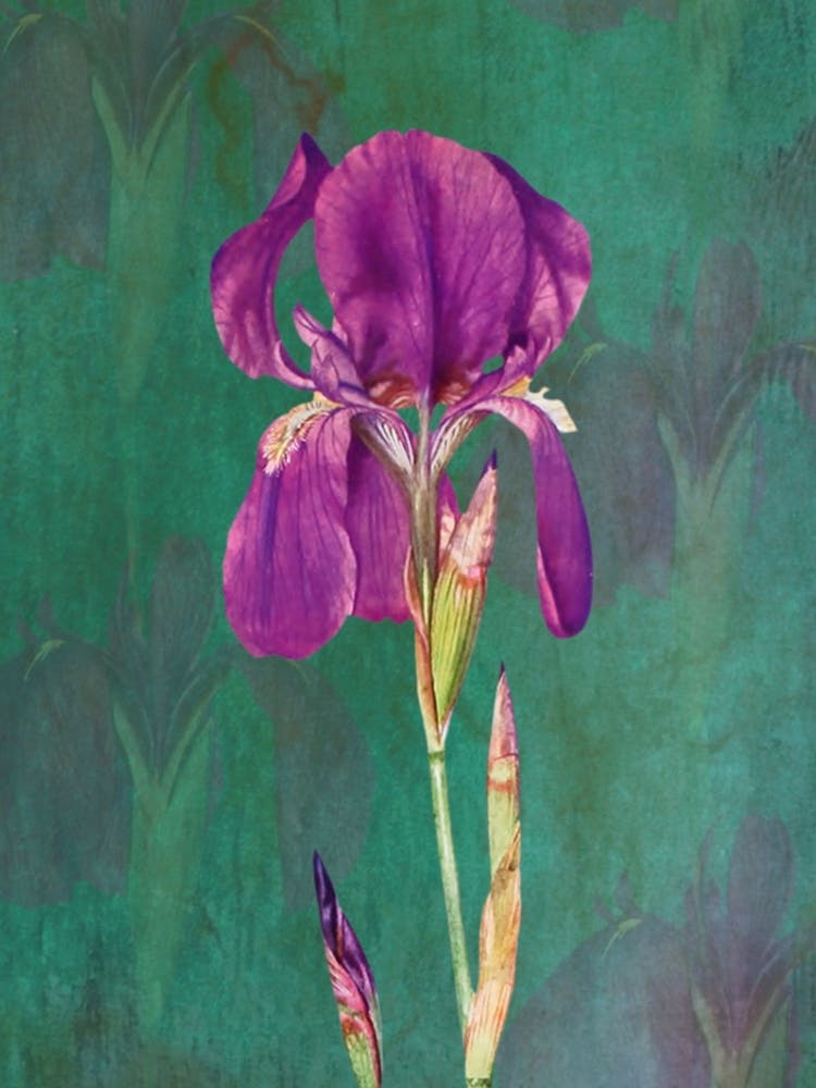 Purple Iris