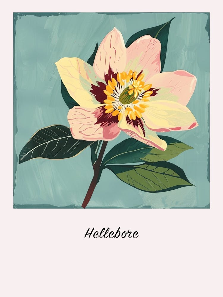 Hellebore 3 Square Flower Illustration Poster