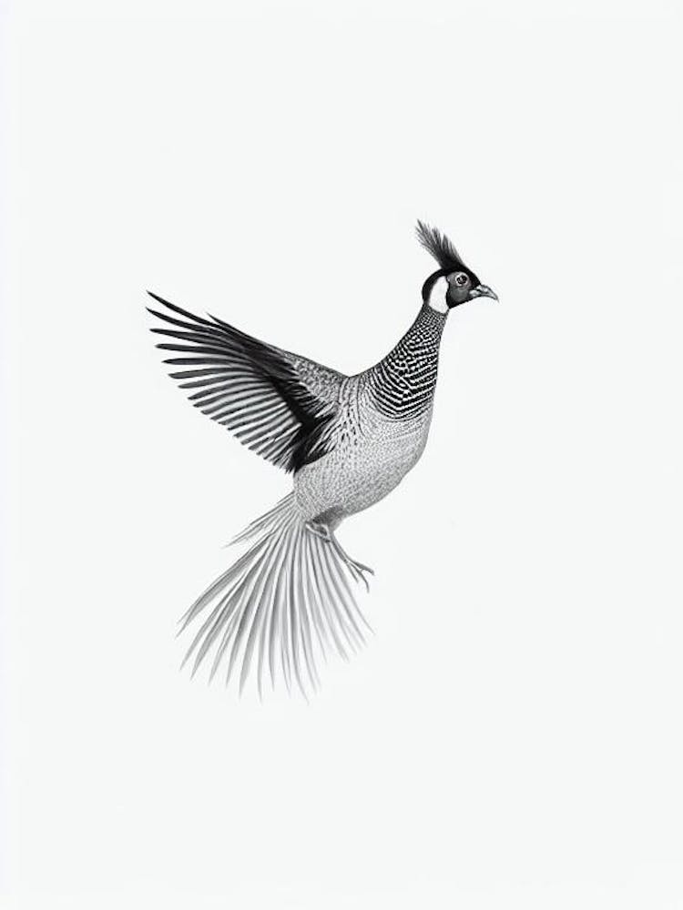 Pheasant B&W Pencil Drawing 4 Bird
