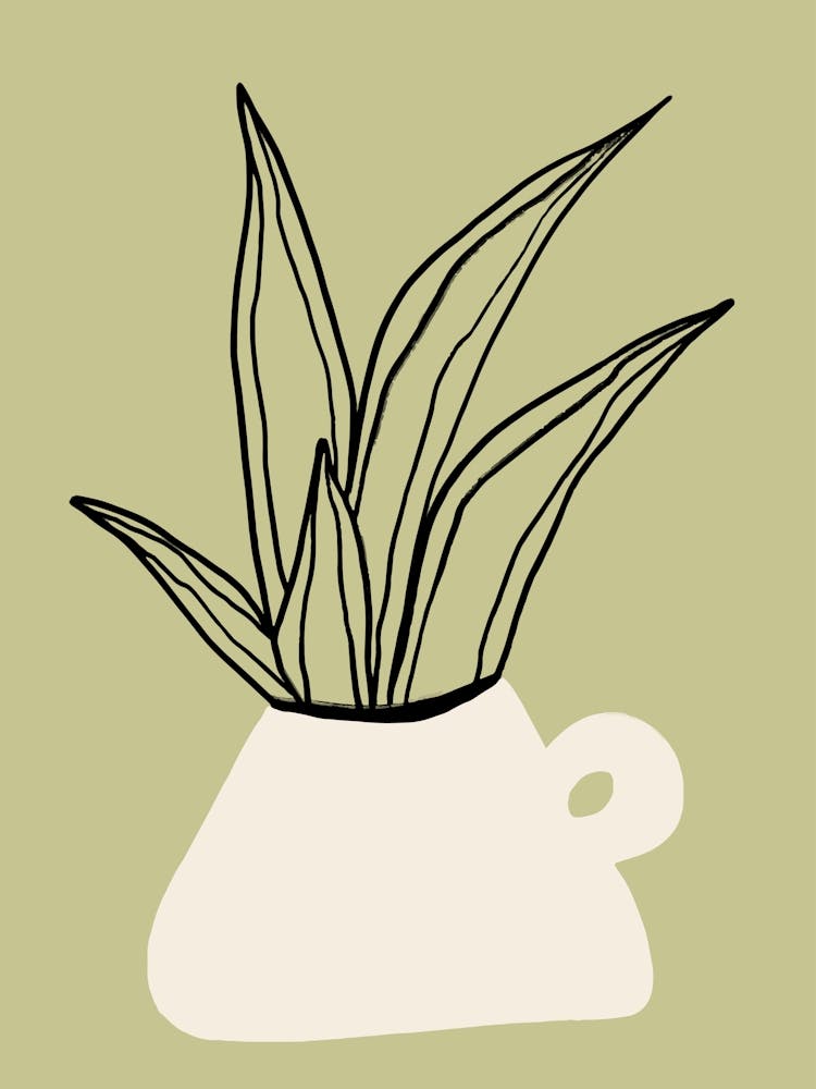 Aloe Plant