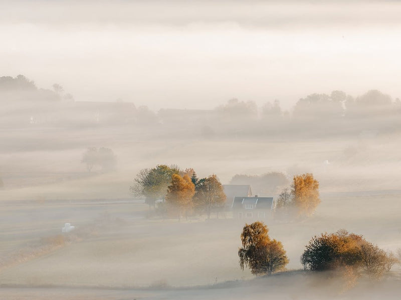 Foggy Homestead Morning