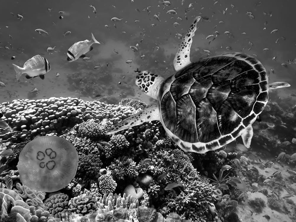 Black And White Turtle