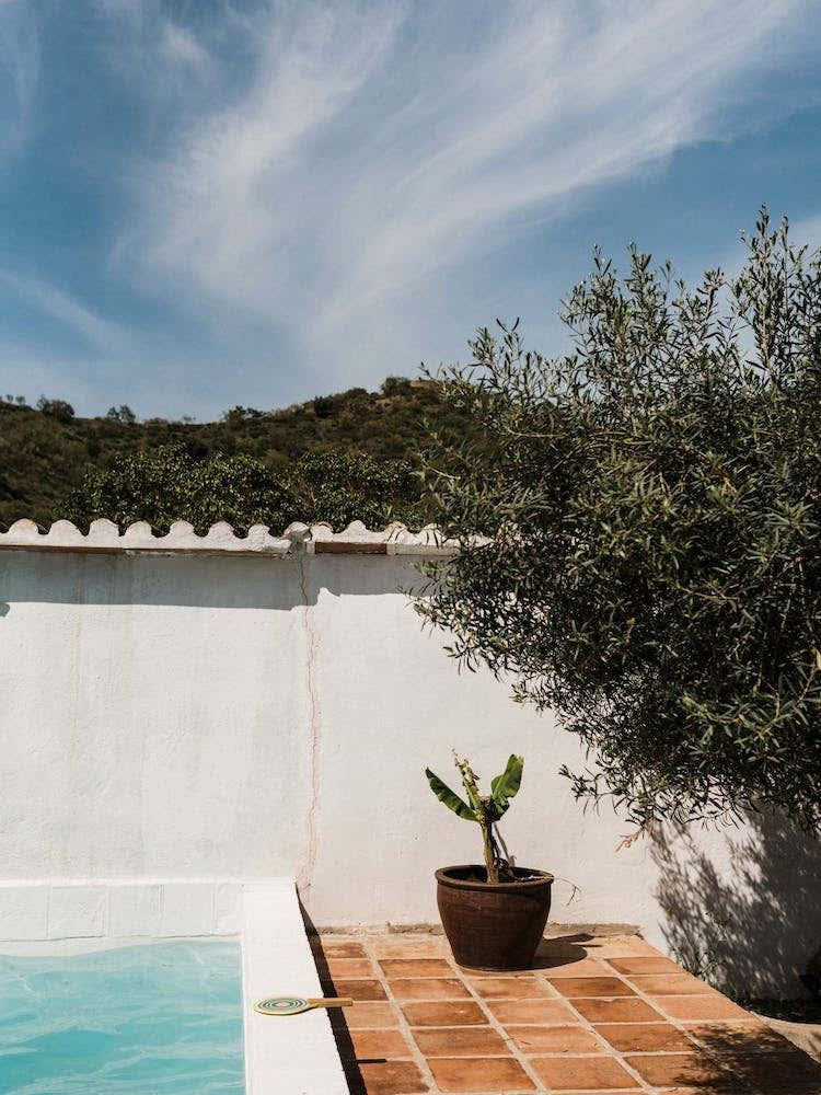 Swimmingpool With Olive Tree In Malaga, Spain