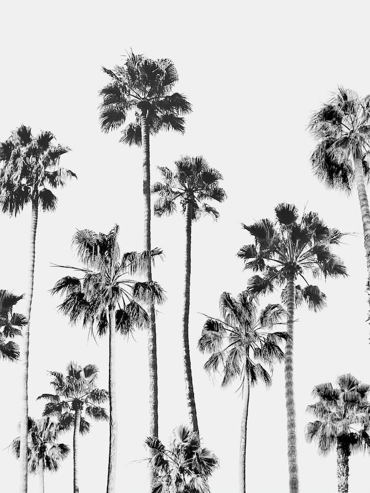 Black & White Palms 3