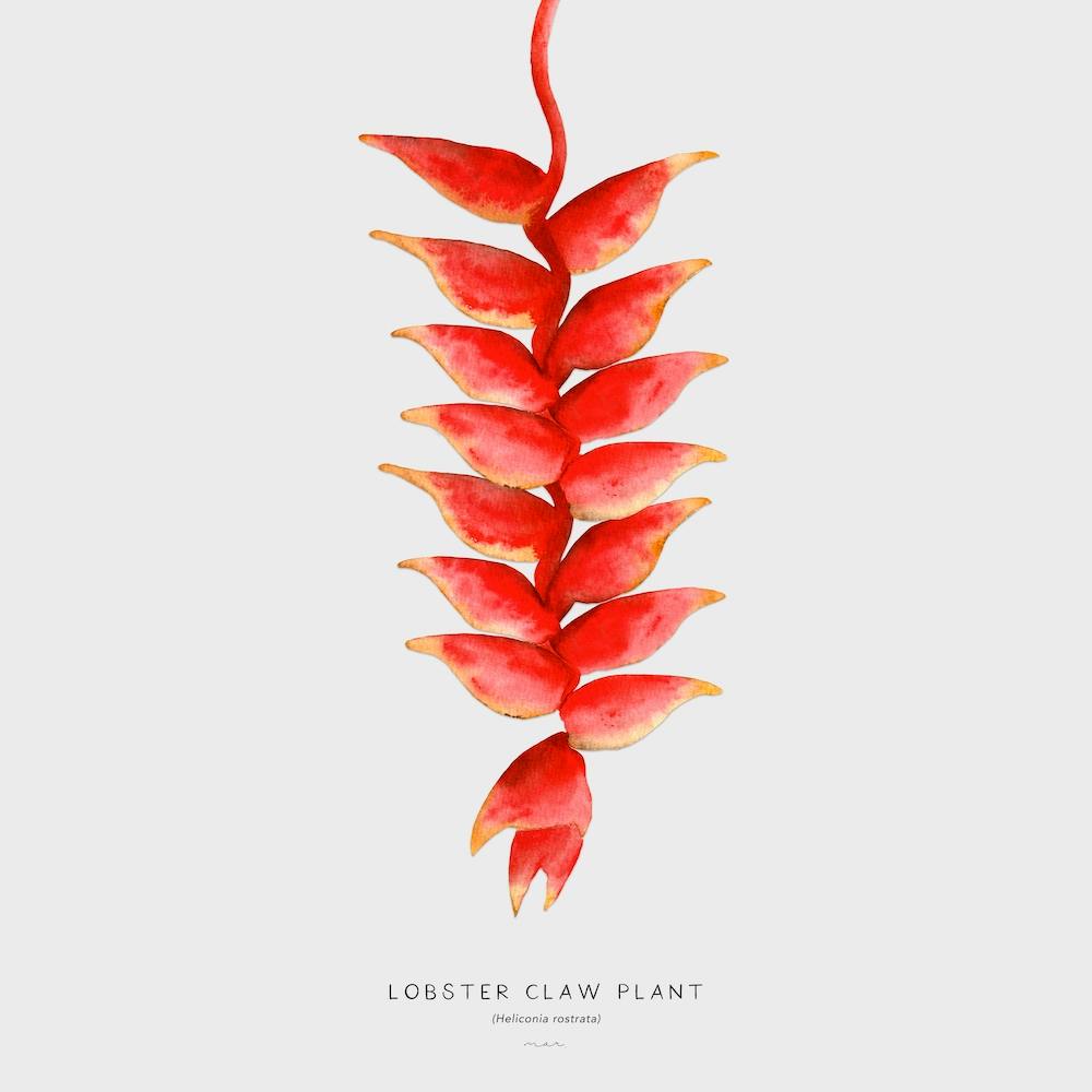 Lobster Claw Plant Off White Square