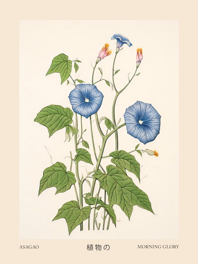 Asagao Morning Glory 2 Vintage Japanisches Botanisches Poster