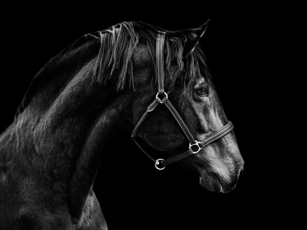Black Horse