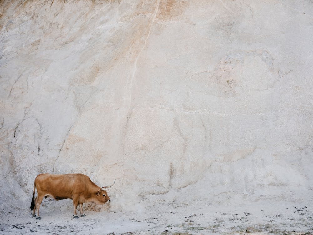 Cachena Cow, Portugal