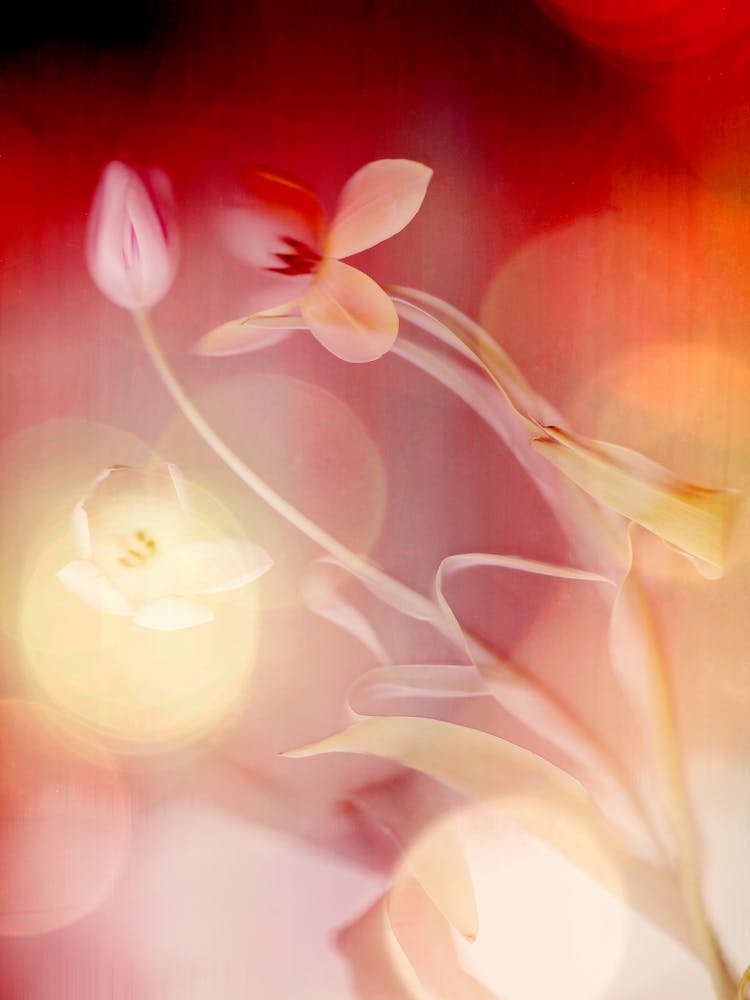 Bokeh Flowers