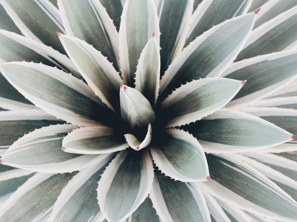 Blue Green Succulent