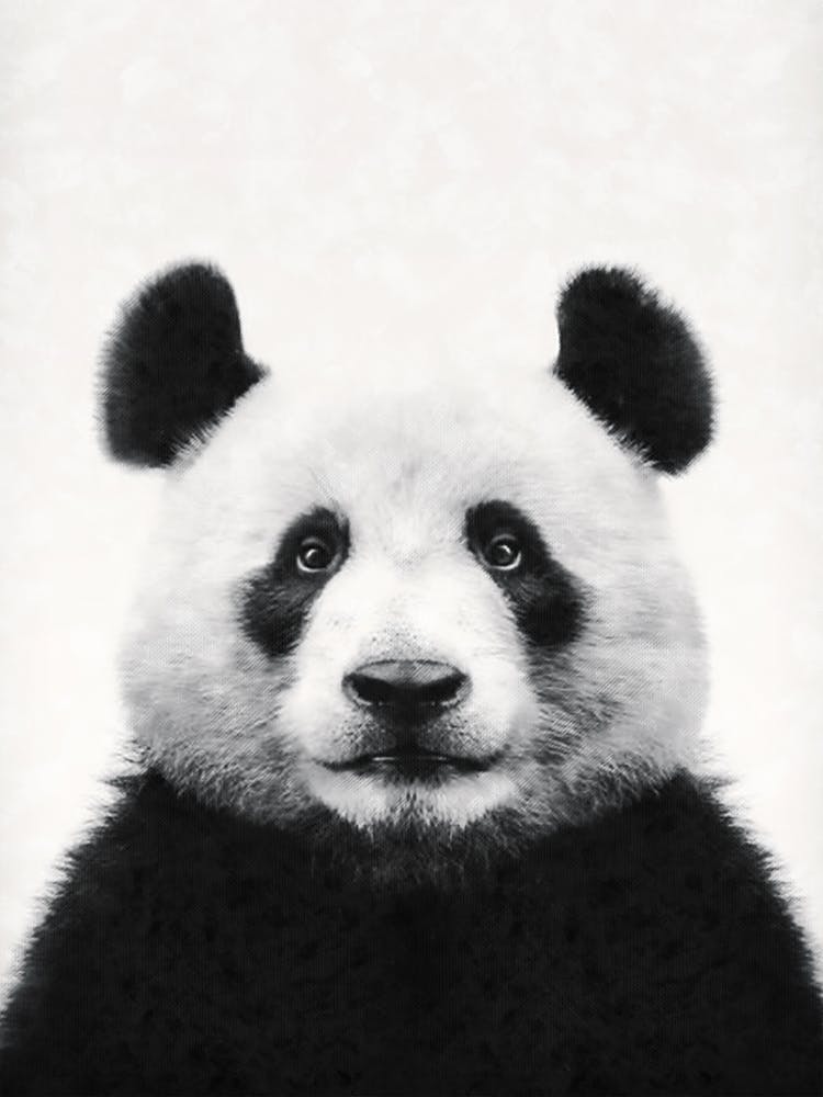 Panda Bear