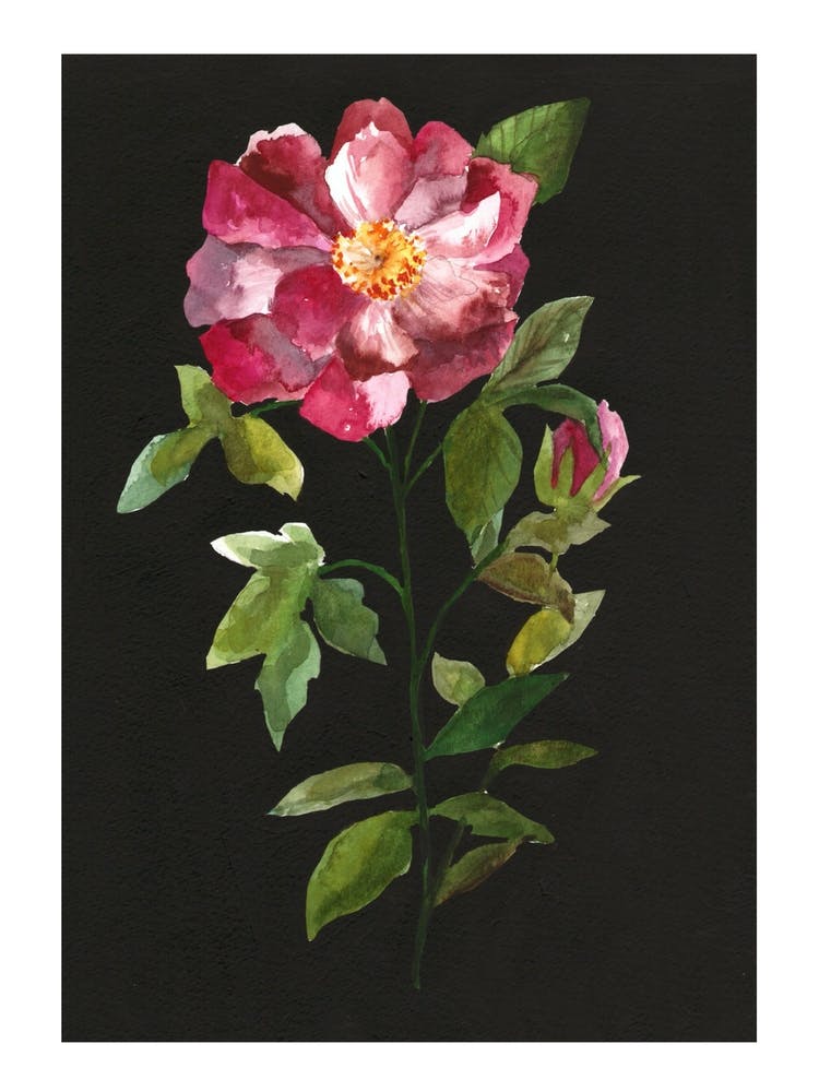 Douce Rose