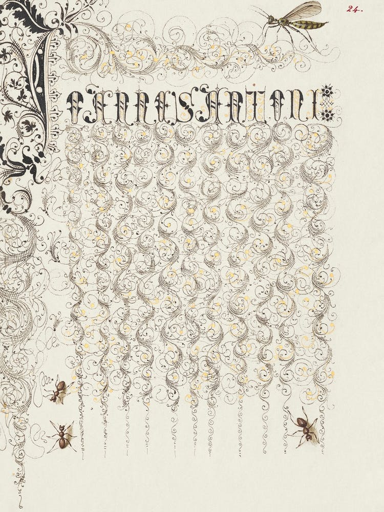 Crane Fly And Ants From Mira Calligraphiae Monumenta, Joris Hoefnagel