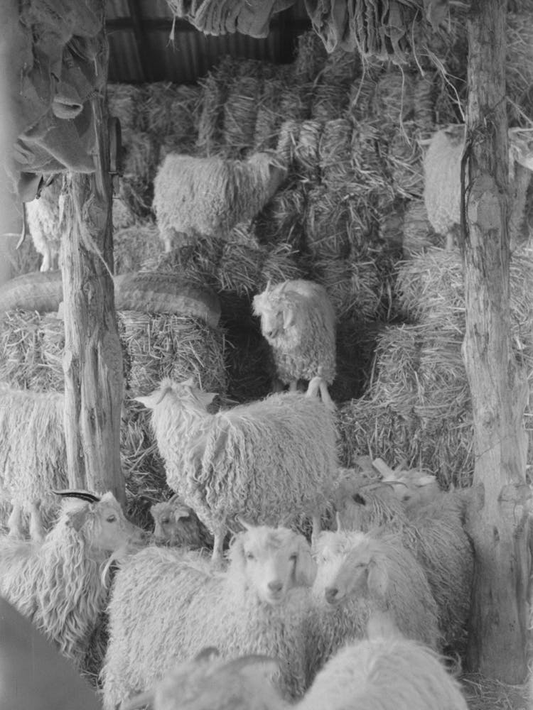 Goats In The Hay Barn On Ranch Of Rehabilitation Borrower In Kimble County, Texas By Russell Lee