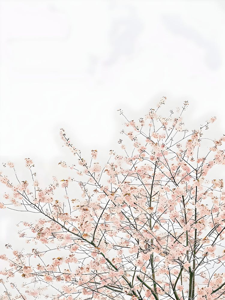 Cherry Blossoms 12