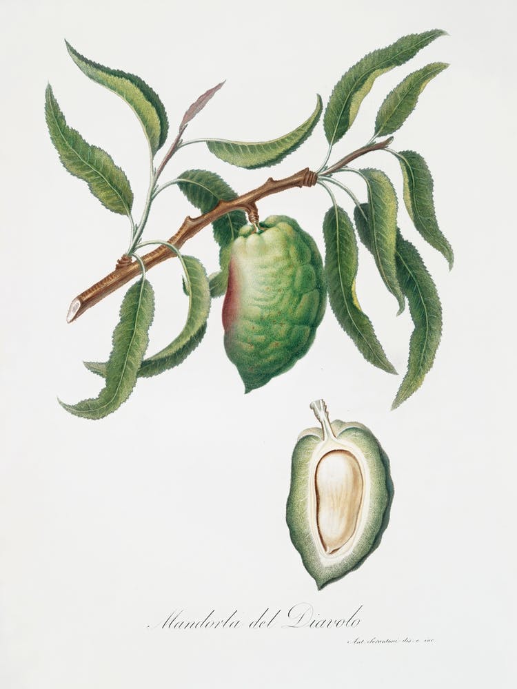 Almond (Communis Naxea) From Pomona Italiana (1817 - 1839), Giorgio Gallesio