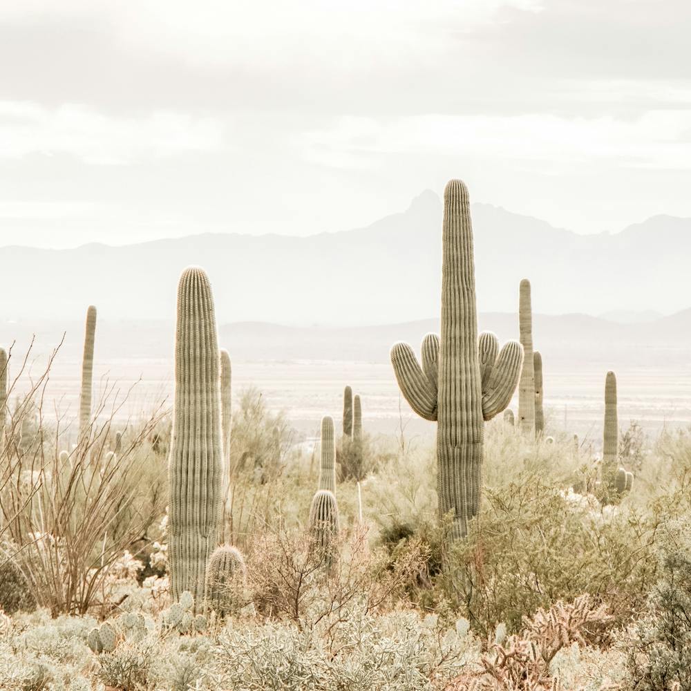 Southwest Scenery Square