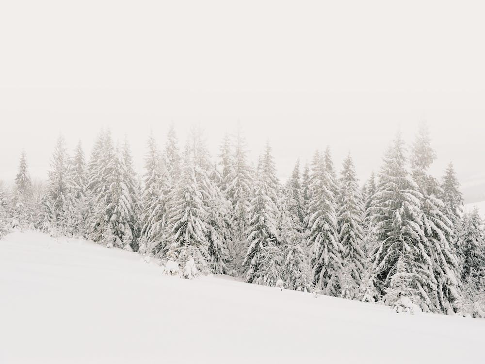 Minimalist Winter Forest