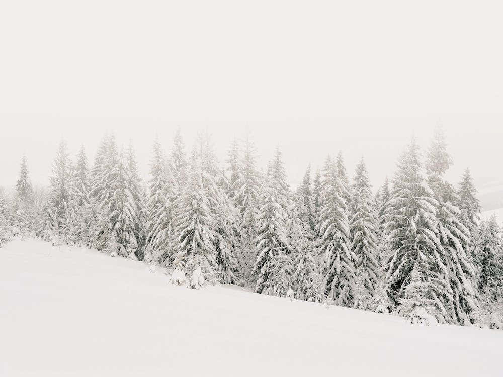 Minimalist Winter Forest