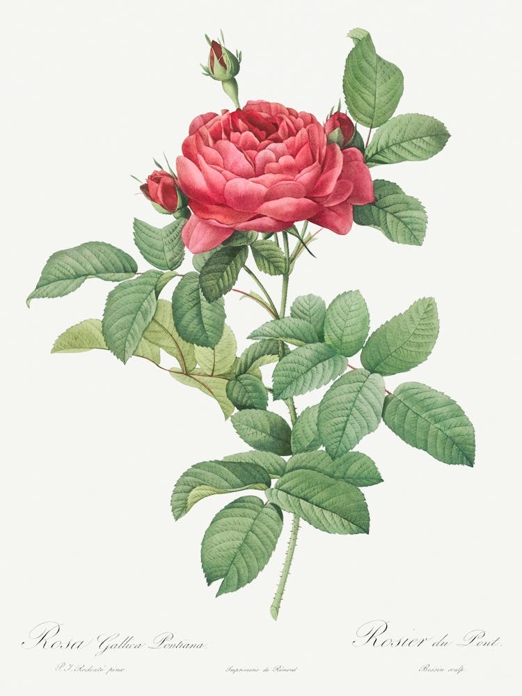 Bridge Rose From Les Roses, Pierre Joseph Redoute