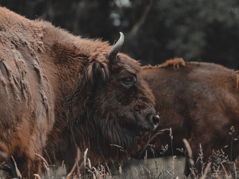 Moody Bison