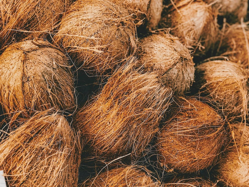 Récolte de Noix de Coco
