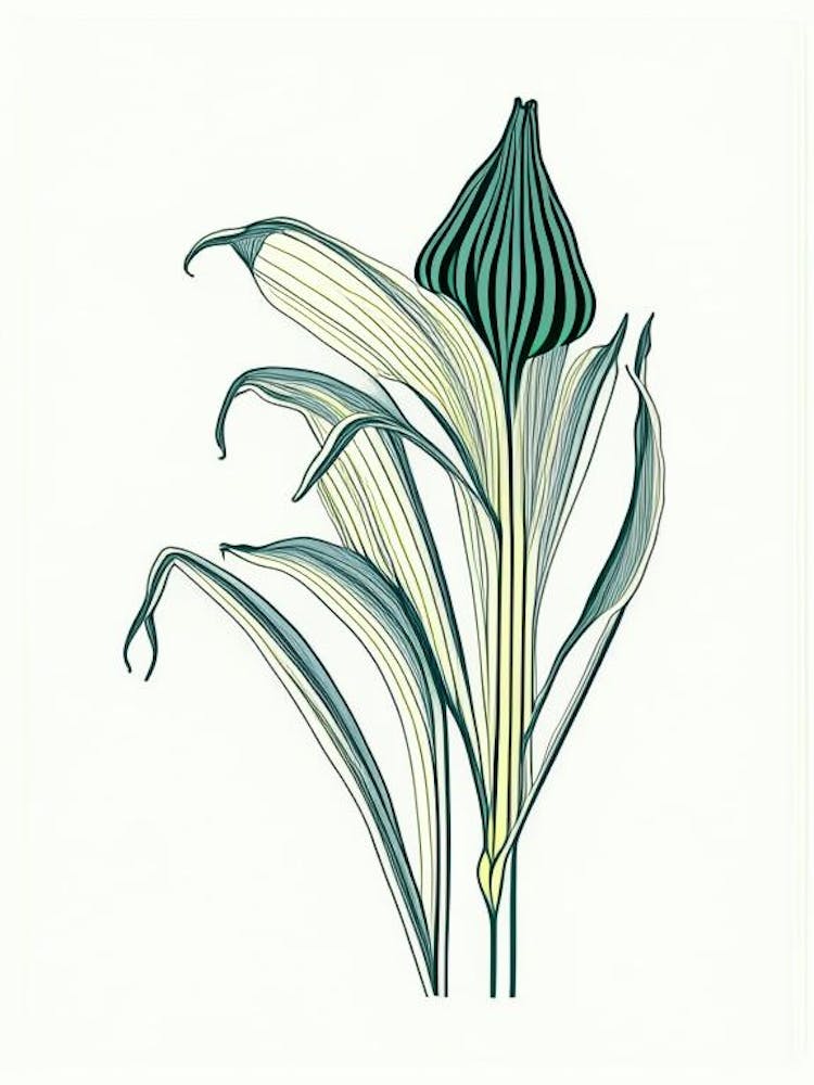 Hosta Floral Minimal Line Drawing 3 Flower