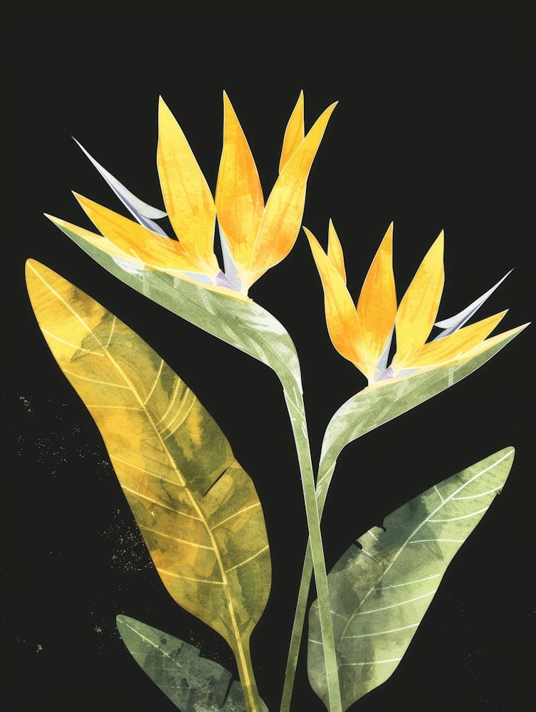 Bird Of Paradise 66