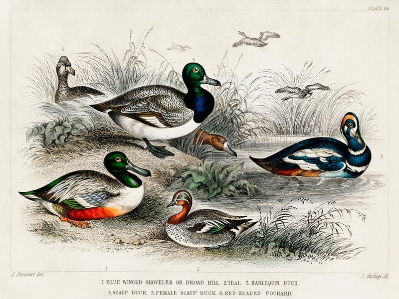 Blue Winged Shoveler Or Broad Bill, Teal, Harlequin Duck, Scaup Duck, Female Scaup Duck, And Red Headed Pochard, Oliver Goldsmith