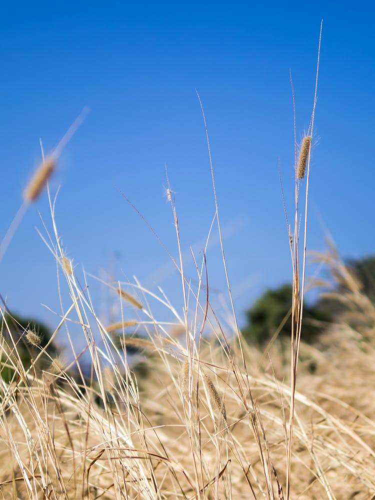 Dry Grass  In Summer