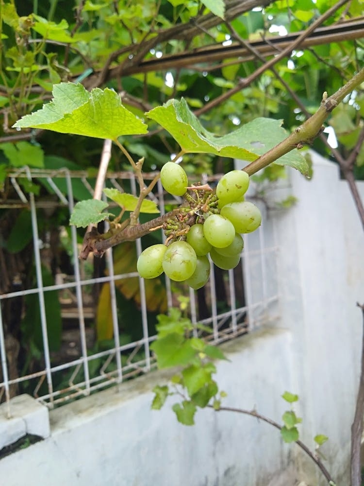 Grapes On The Vine