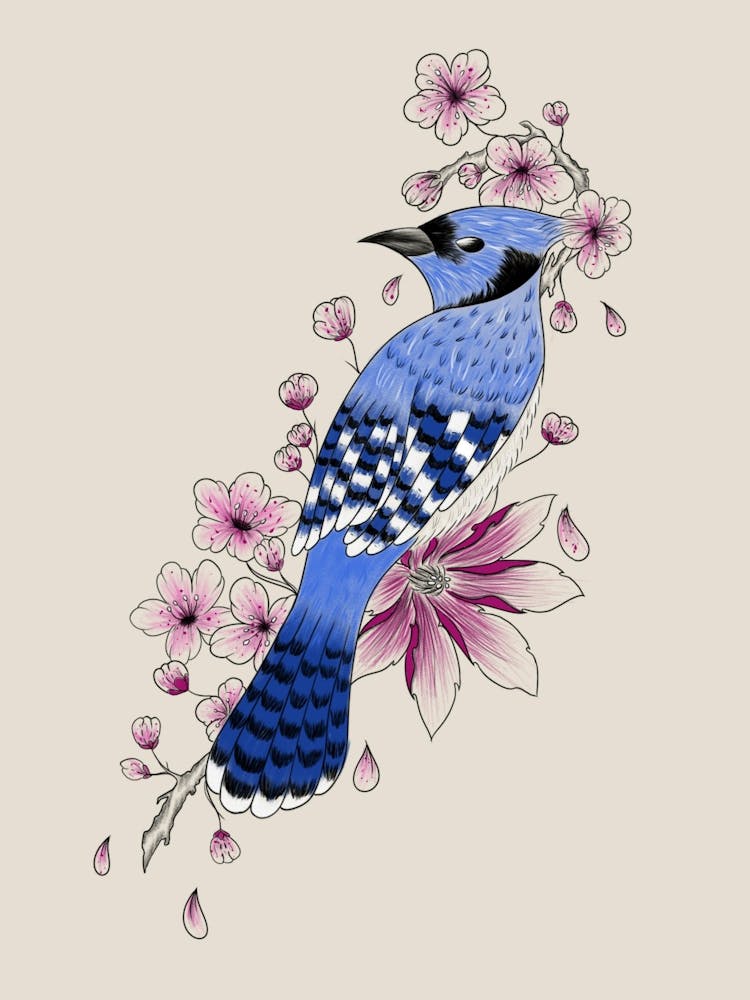 Blue Jay On Cherry Blossoms