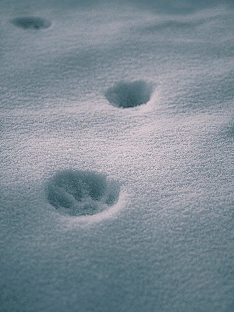 Paw In Blue Snow